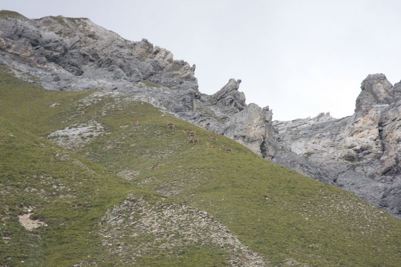 cervi nel parco nazionale svizzero